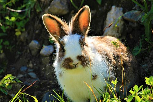 Ostern - Programm