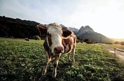 Tag der offenen Stalltüre in Kitzbühel